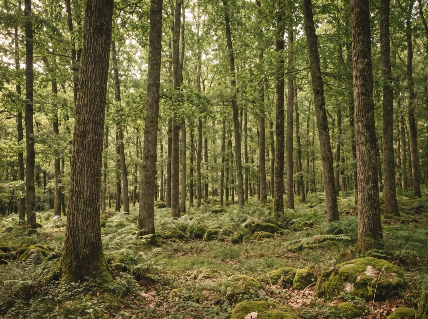 Forêt de châtaigniers en Limousin